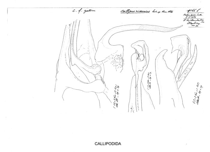 Callipus rissonius