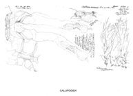 Callipus rissonius