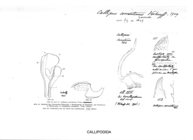 Callipus sorrentinus