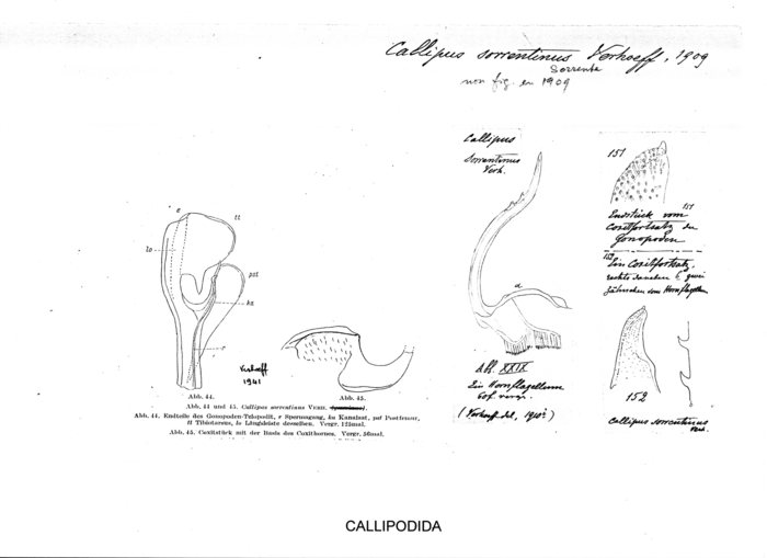 Callipus sorrentinus