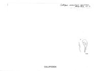 Callipus sorrentinus aprutianus