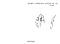 Callipus sorrentinus dentiger