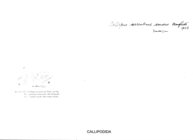 Callipus sorrentinus sardus