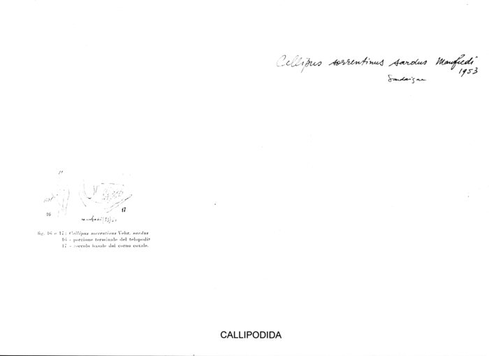 Callipus sorrentinus sardus