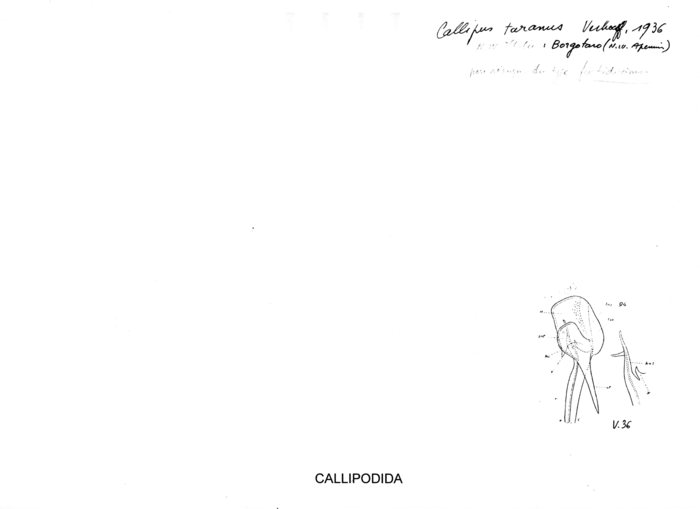 Callipus taranus
