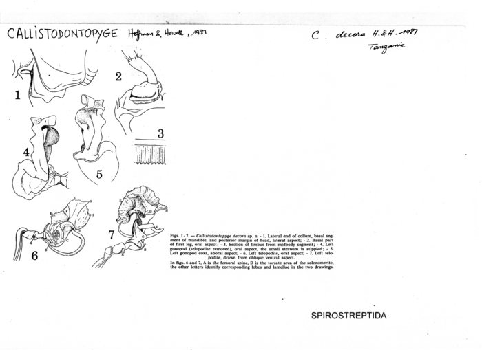 Callistodontopyge decora