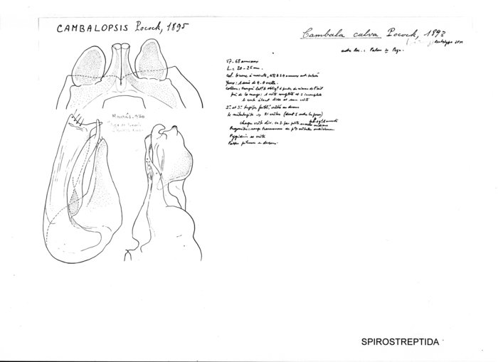 Cambalopsis calva