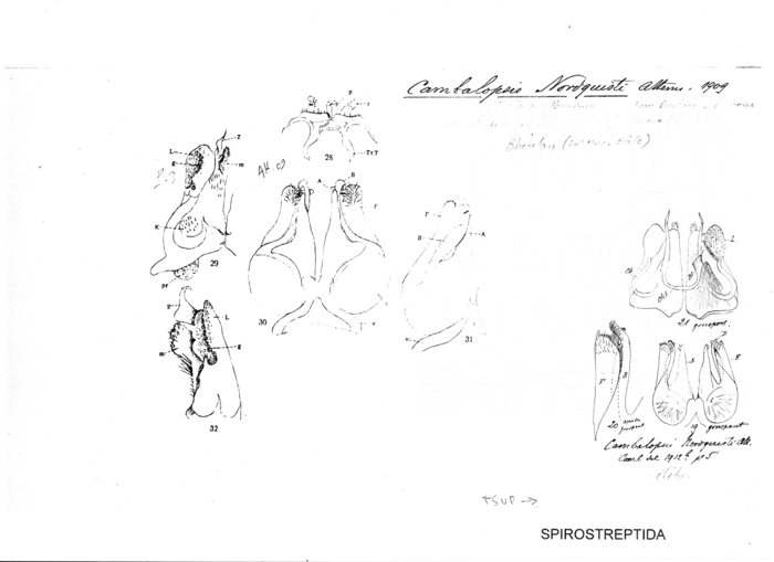 Cambalopsis nordquisti