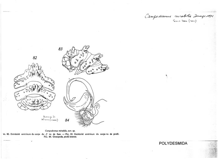 Campodesmus mirabilis