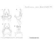 Cantabrosoma serrai