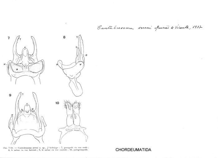 Cantabrosoma serrai