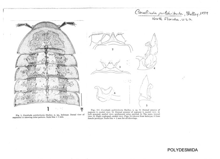 Caralinda pulchritecta