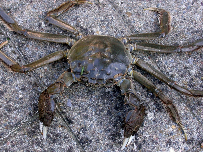 Chinese wolhandkrab