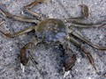 Crustacea (crustaceans)