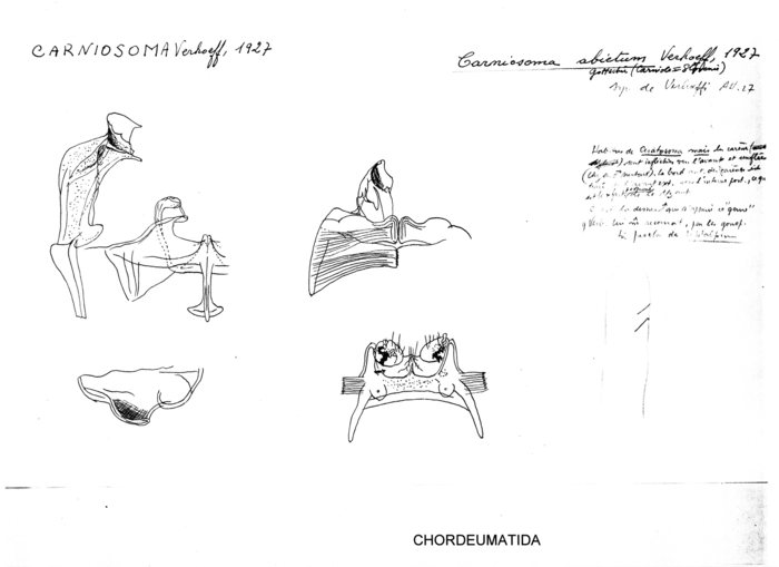 Carniosoma abietum