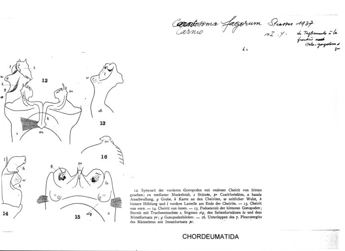 Carniosoma fagorum