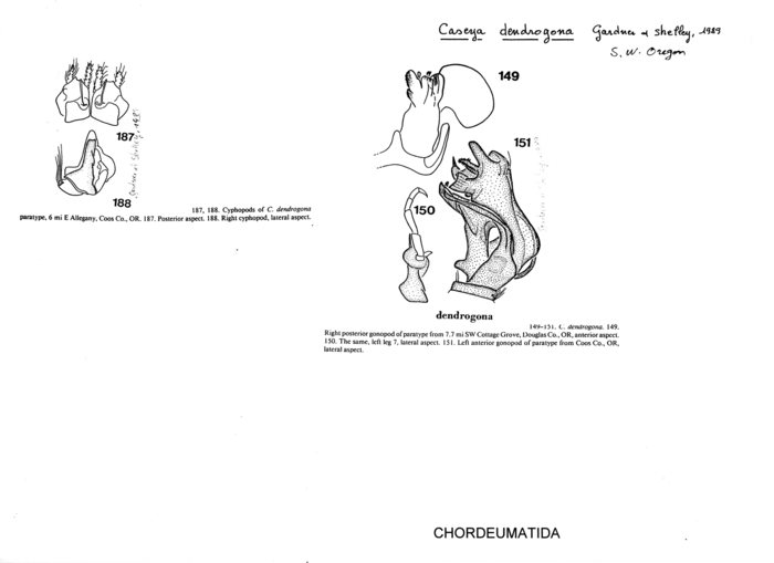 Caseya dendrogona