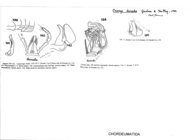 Caseya dorada