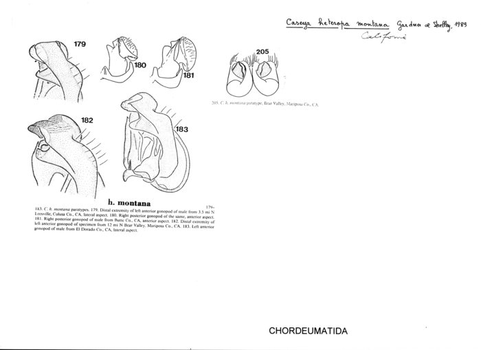 Caseya heteropa montana