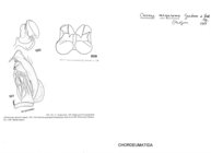 Caseya megasoma