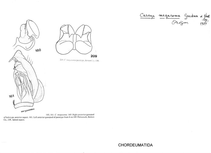 Caseya megasoma