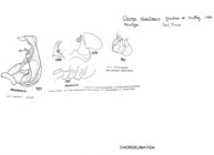 Caseya shastensis