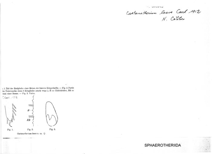 Castanotherium laeve