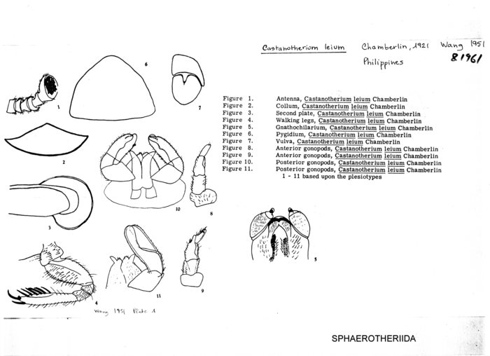 Castanotherium leium