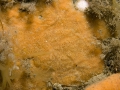 Porifera (sponges)