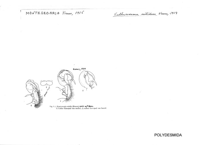 Catharosoma nitidum