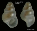 Mollusca (molluscs)