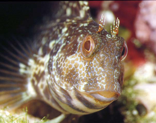 Parablennius pilicornis Parablennius pilicornis