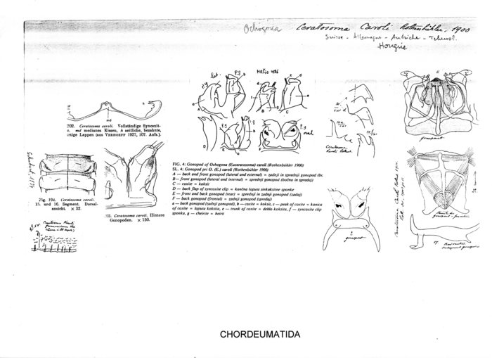 Ceratosoma caroli