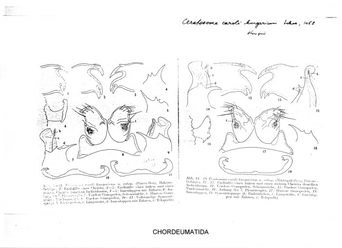 Ceratosoma caroli hungaricum