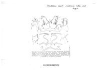 Ceratosoma caroli somloense