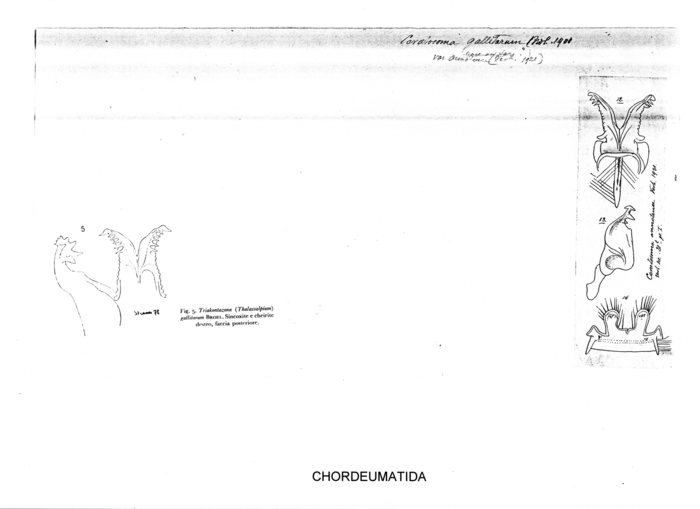 Ceratosoma gallitarum