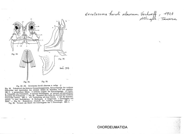 Ceratosoma karoli alnorum