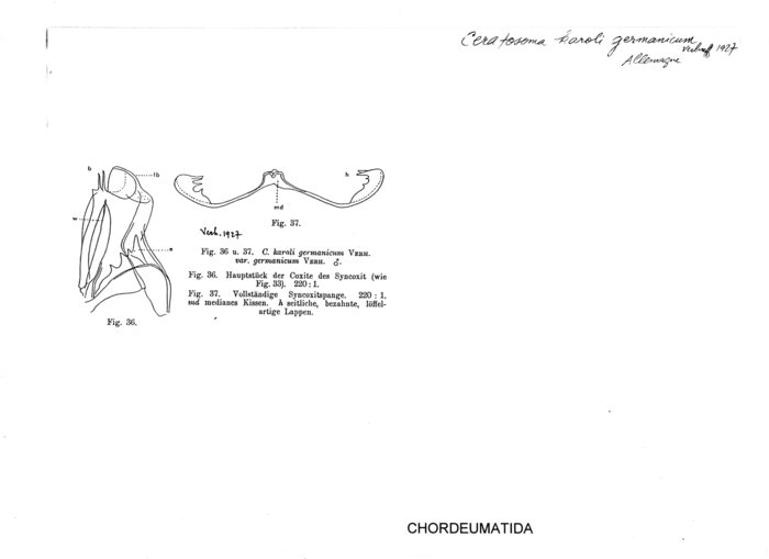 Ceratosoma karoli germanicum