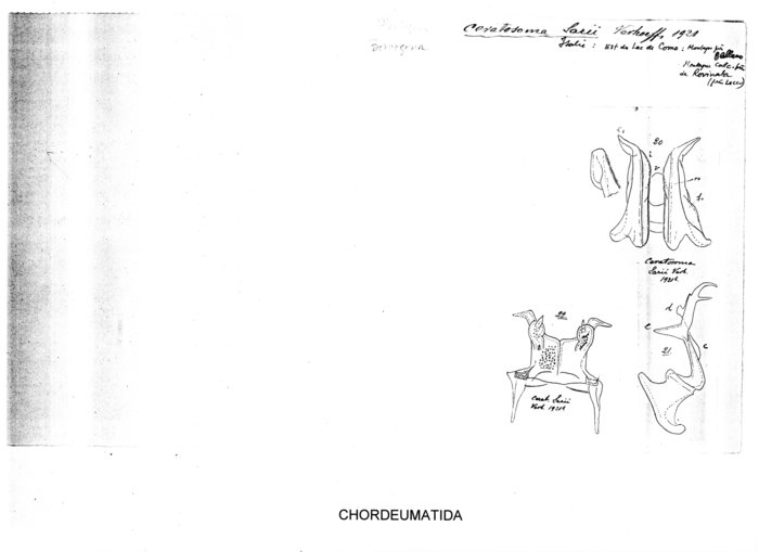 Ceratosoma larii