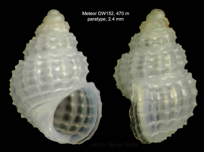 Alvania micropilosa Gofas, 2007 Alvania micropilosa Gofas, 2007