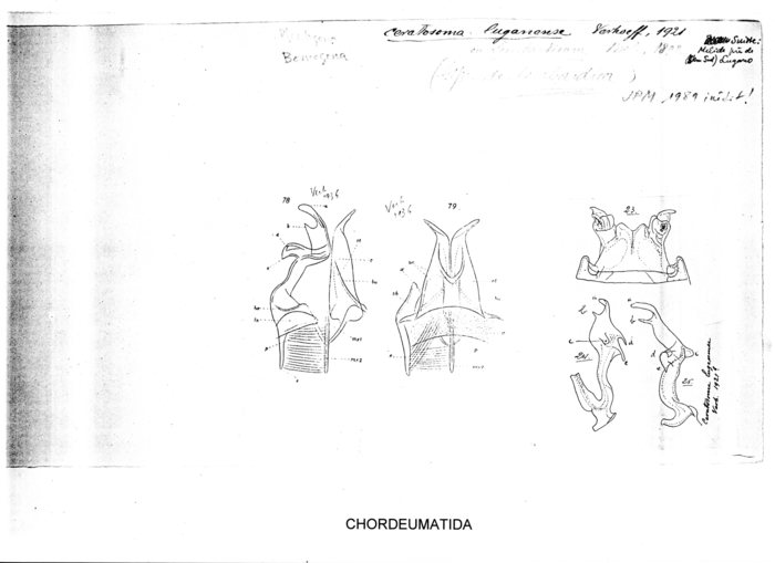 Ceratosoma luganense