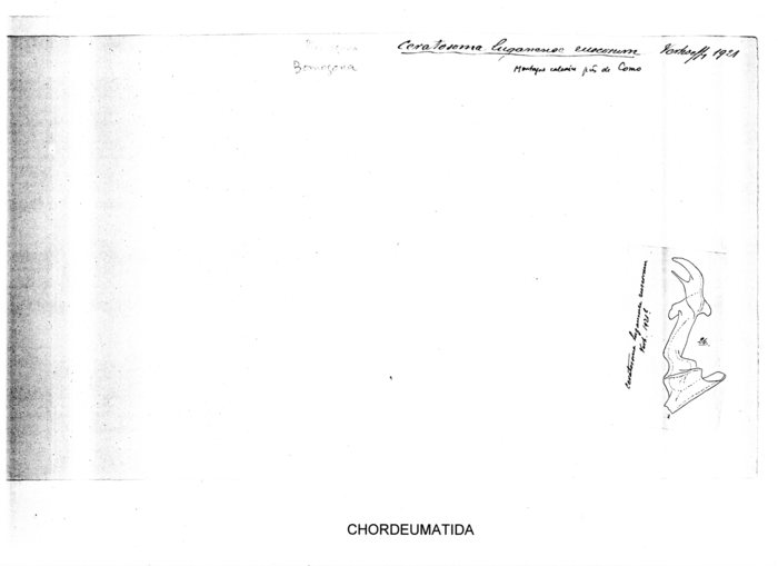 Ceratosoma luganense ruscorum