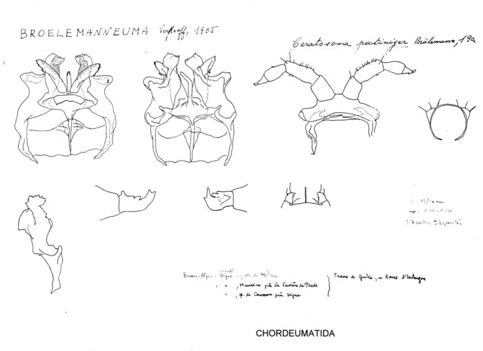 Ceratosoma pectiniger