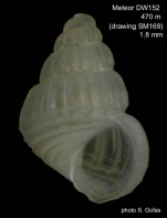 Caenogastropoda