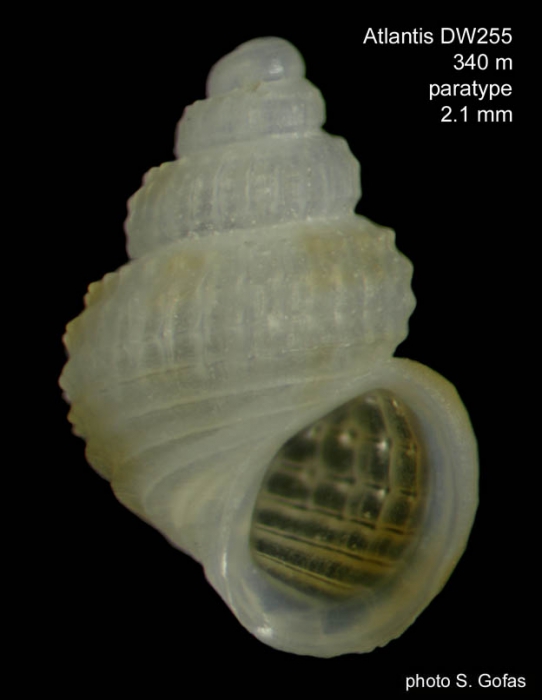 Alvania microtuberculata Gofas, 2007 Alvania microtuberculata Gofas, 2007