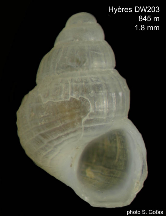 Alvania funiculata Gofas, 2007 Alvania funiculata Gofas, 2007
