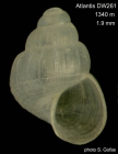 Alvania stenolopha Bouchet & Warn, 1993