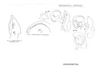 Chaleponcus natalicus