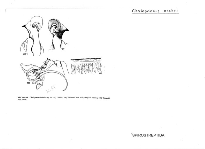 Chaleponcus oschei