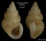 Alvania cimicoides (Forbes, 1844)Shell from Gorringe Seamount, 255-265 m (size 3.3 mm). 